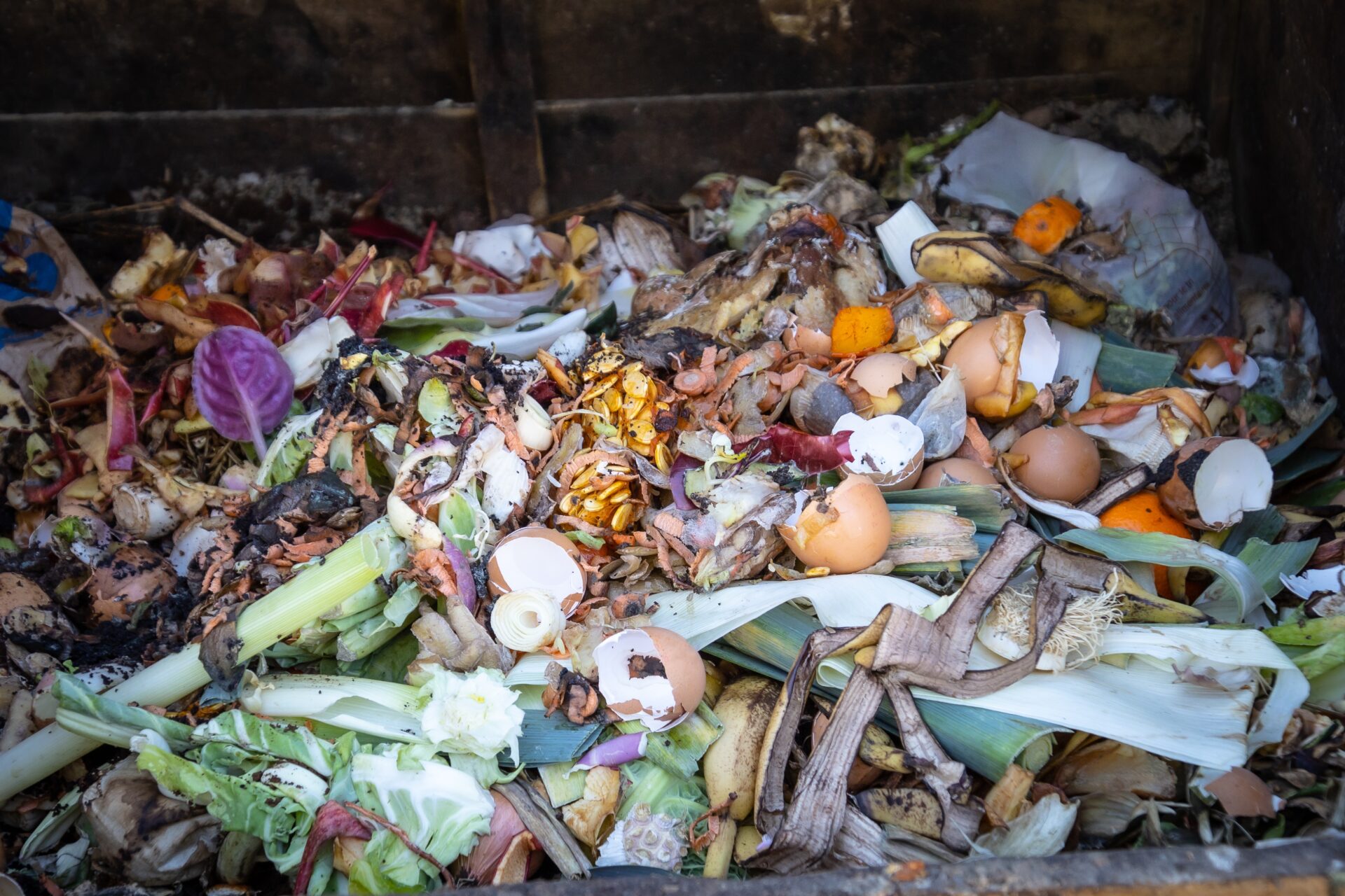 Bin of food scraps for composting.