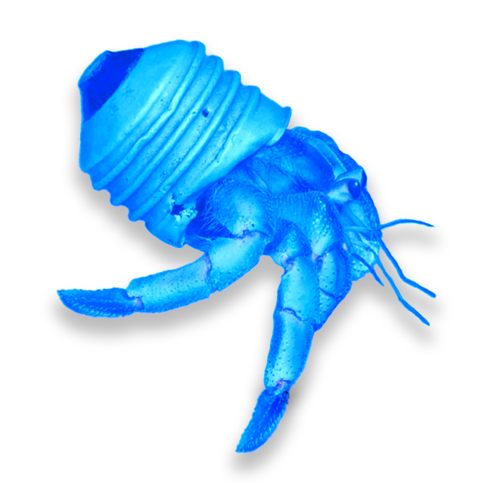 Crab with part of a plastic bottles as its shell all in bright blue.