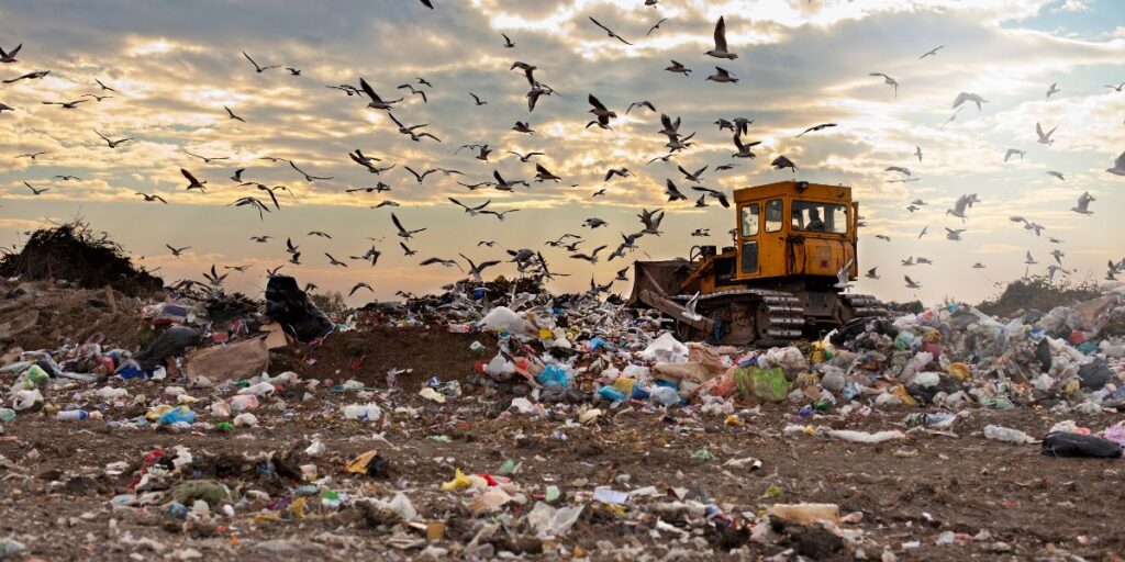 Birds flocking over a landfill