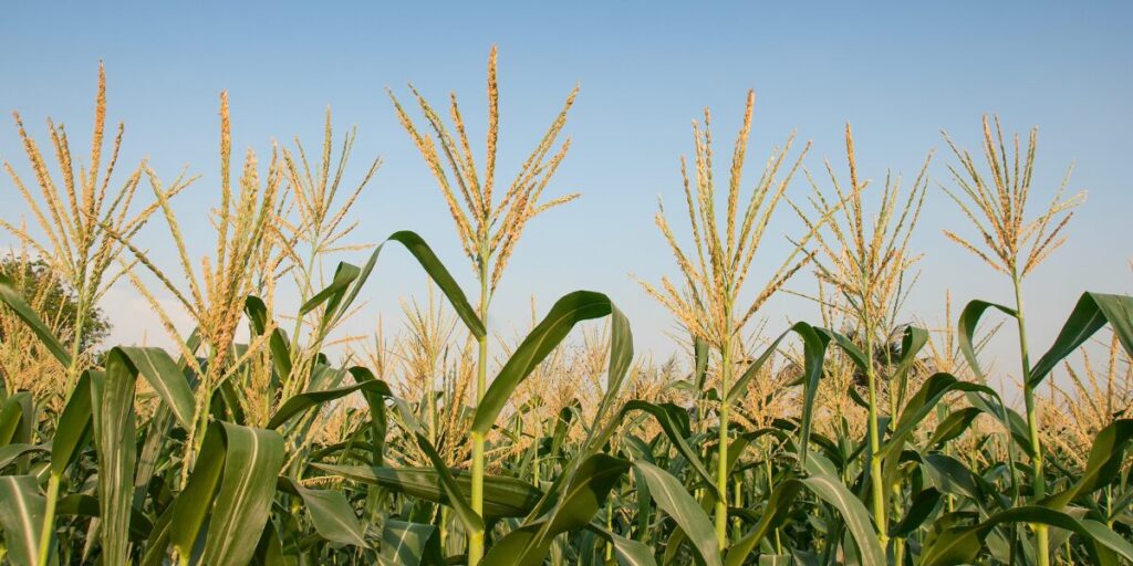 close up of crops