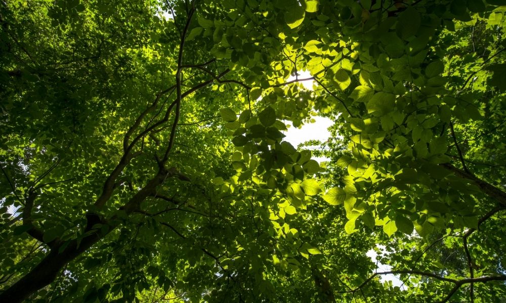 close up of trees